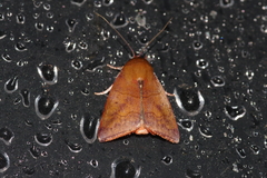 Xenochroa internifusca