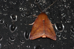 Xenochroa internifusca