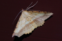 Pseudonadagara semicolor