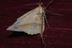 Pseudonadagara semicolor