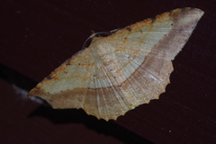 Pseudonadagara semicolor