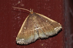 Adrapsa ablualis