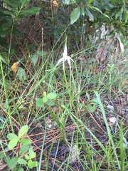 Rhynchospora colorata image