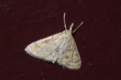 Daulia
