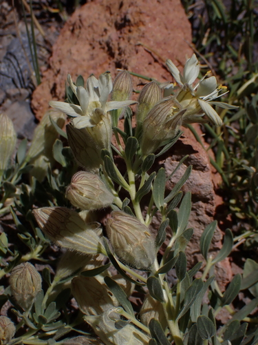 Malesherbia lirana (Malesherbia lirana)