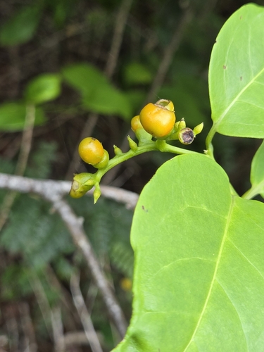 Myriopus maculatus observed 2025-06-21