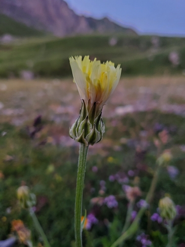 Crepis albida, photograph 4