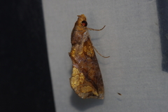 Plusiodonta coelonota