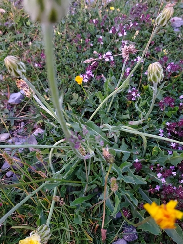 Crepis albida, photograph 5