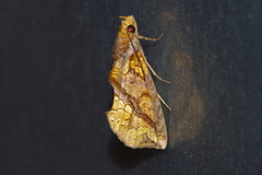 Plusiodonta coelonota