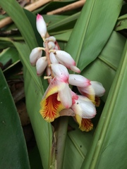Alpinia zerumbet