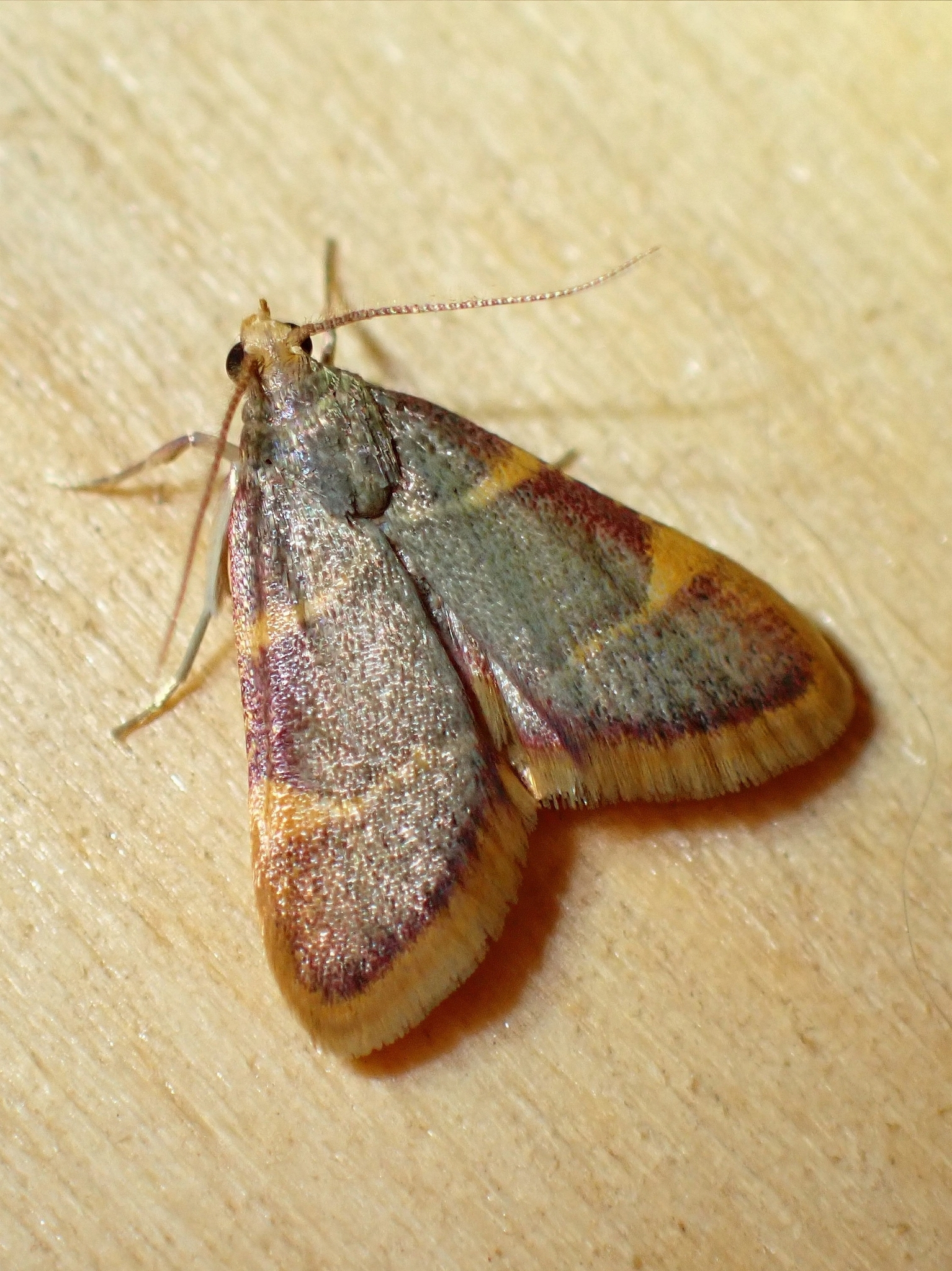 Hypsopygia costalis