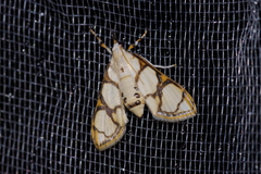 Cirrhochrista kosemponialis