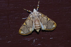 Cirrhochrista kosemponialis