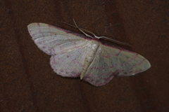 Idaea okinawensis