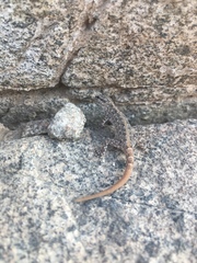Pristurus rupestris