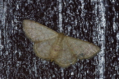 Idaea sakuraii