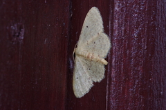 Idaea sakuraii