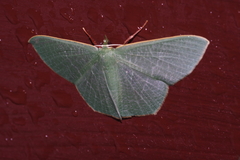 Thalassodes intaminata