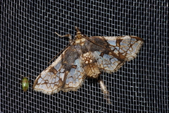 Omphisa anastomosalis