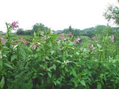 Impatiens glandulifera