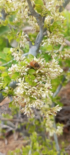 Stripe-eyed Lagoon Fly