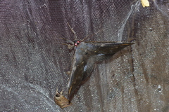 Ischyja ferrifracta