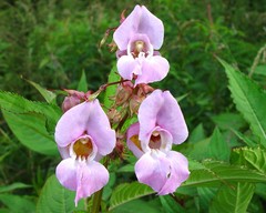 Impatiens glandulifera