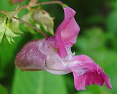 Impatiens glandulifera