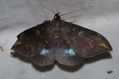Ischyja ferrifracta
