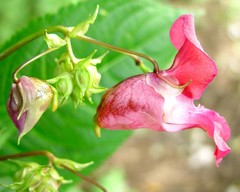 Impatiens glandulifera