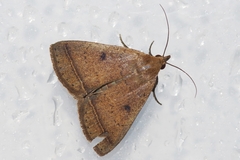 Simplicia discosticta