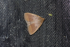Simplicia discosticta