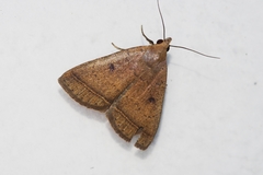 Simplicia discosticta