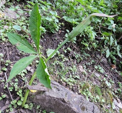 Arisaema jacquemontii