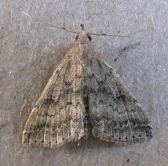 Tetanolita floridana