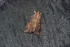 Ercheia dubia