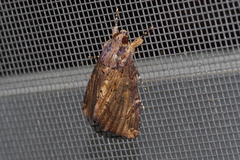 Ercheia dubia