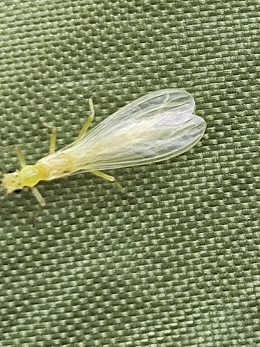 Least Sallfly photo 4