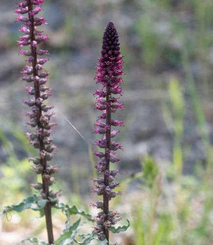 Lysimachia atropurpurea, photograph 4