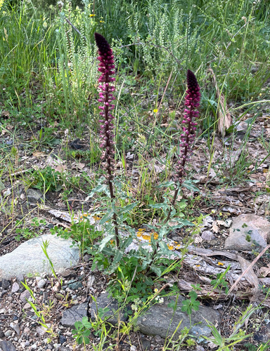 Lysimachia atropurpurea, photograph 3