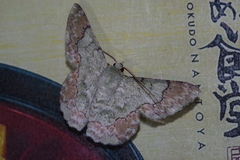 Pingasa ruginaria pacifica