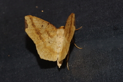 Pareclipsis gracilis