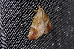 Olulis japonica