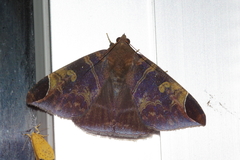 Pindara illibata