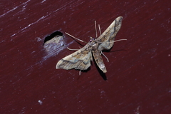 Hydriris ornatalis