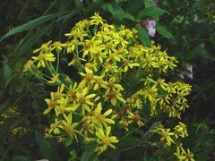 Senecio sarracenicus