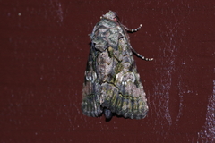 Aedia leucomelas