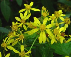 Senecio sarracenicus