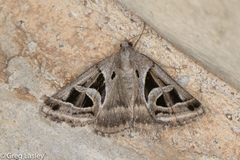 Callistege intercalaris